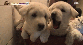 단체로 기절해버린 찹쌀떡 10개ㅋㅋㅋㅋㅋ | 인스티즈