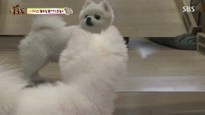 누가 봐도 사자임 아무튼 사자임.gif | 인스티즈