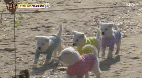 단체로 기절해버린 찹쌀떡 10개ㅋㅋㅋㅋㅋ | 인스티즈