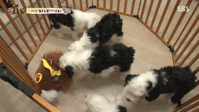 누가 봐도 사자임 아무튼 사자임.gif | 인스티즈