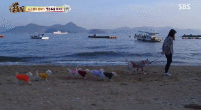 단체로 기절해버린 찹쌀떡 10개ㅋㅋㅋㅋㅋ | 인스티즈