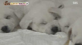 단체로 기절해버린 찹쌀떡 10개ㅋㅋㅋㅋㅋ | 인스티즈