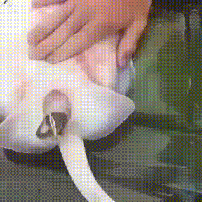 출산하는 가오리.gif | 인스티즈