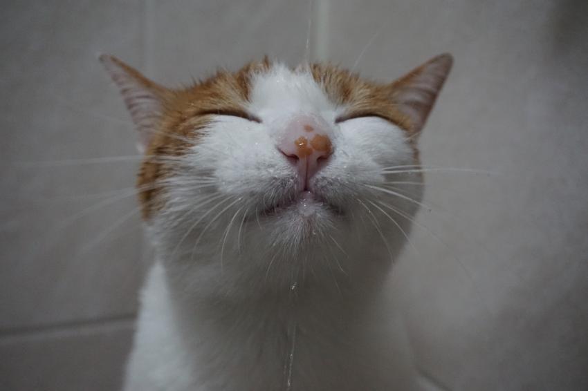 하루에 한번 고양이] 그래 이맛이야 ...! | 인스티즈