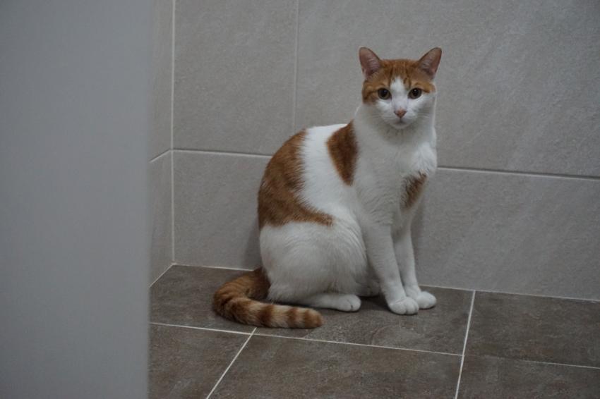 하루에 한번 고양이] 그래 이맛이야 ...! | 인스티즈