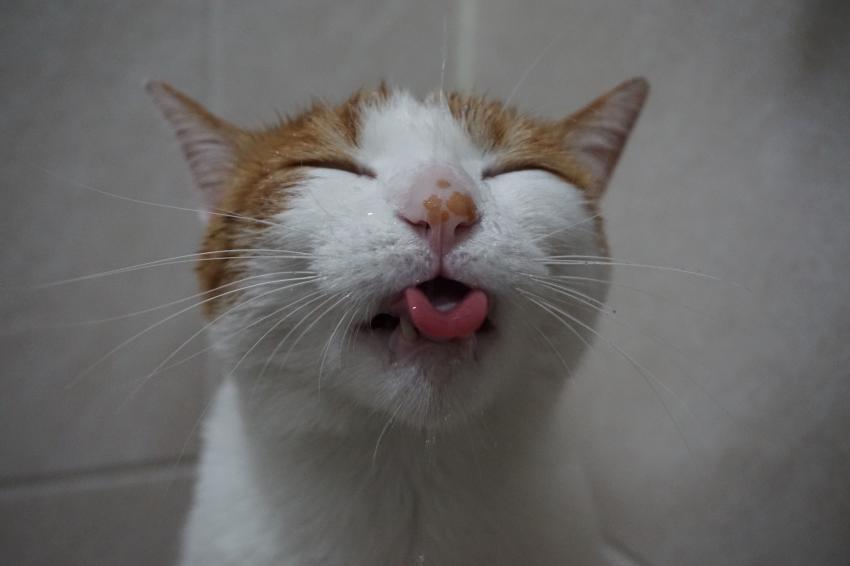 하루에 한번 고양이] 그래 이맛이야 ...! | 인스티즈