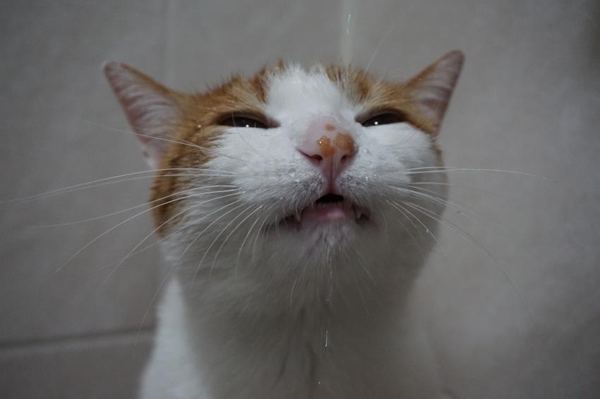 하루에 한번 고양이] 그래 이맛이야 ...! | 인스티즈