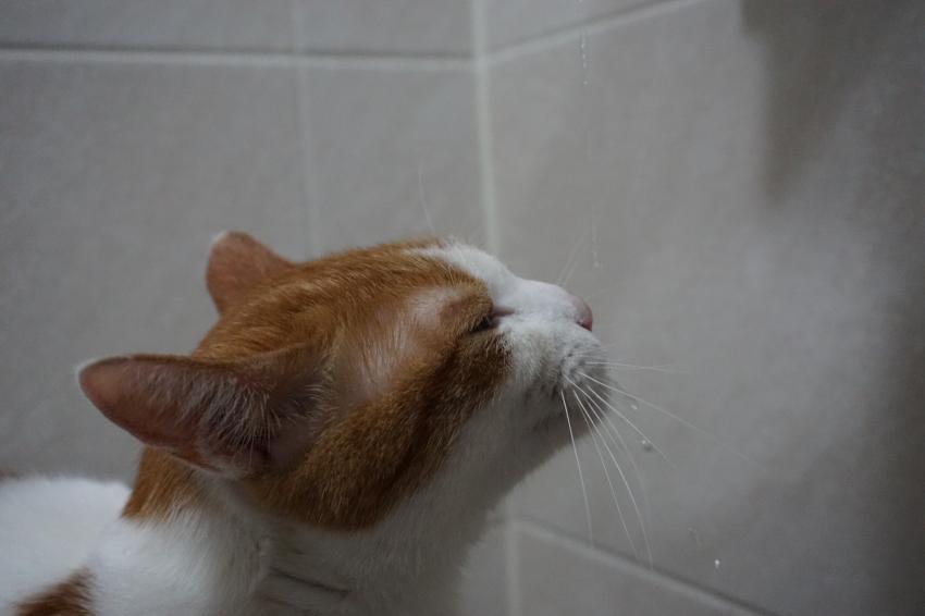 하루에 한번 고양이] 그래 이맛이야 ...! | 인스티즈