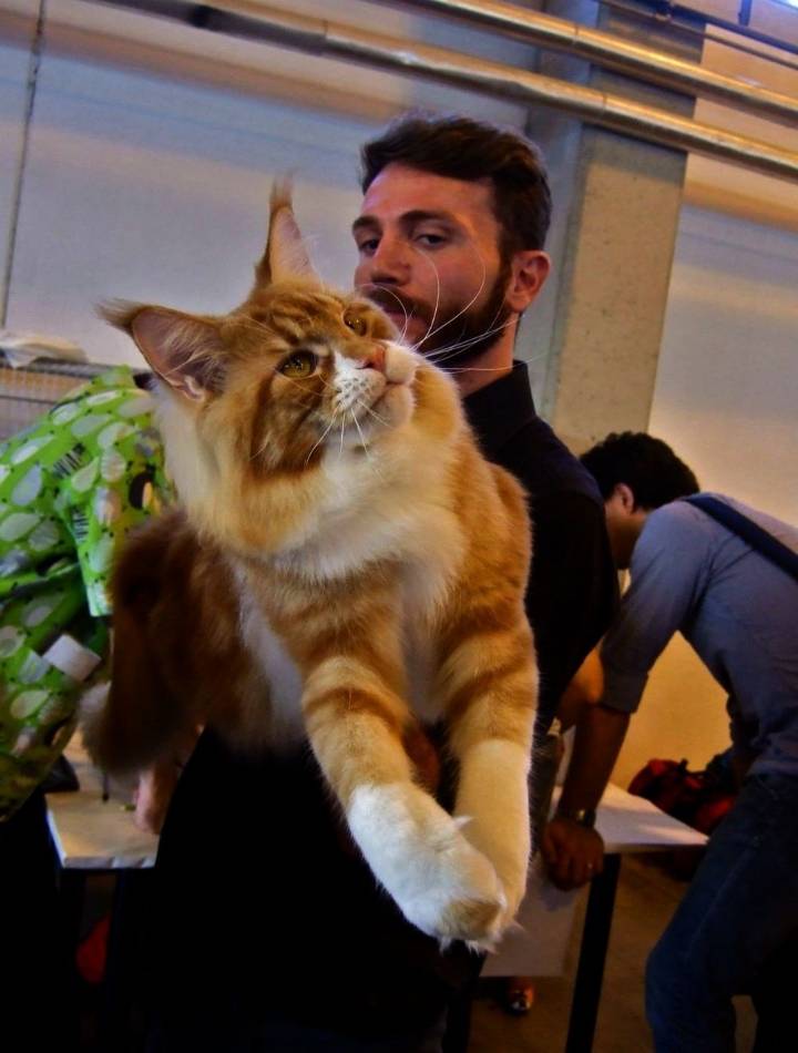 초대형 고양이를 키우는 사람들 | 인스티즈