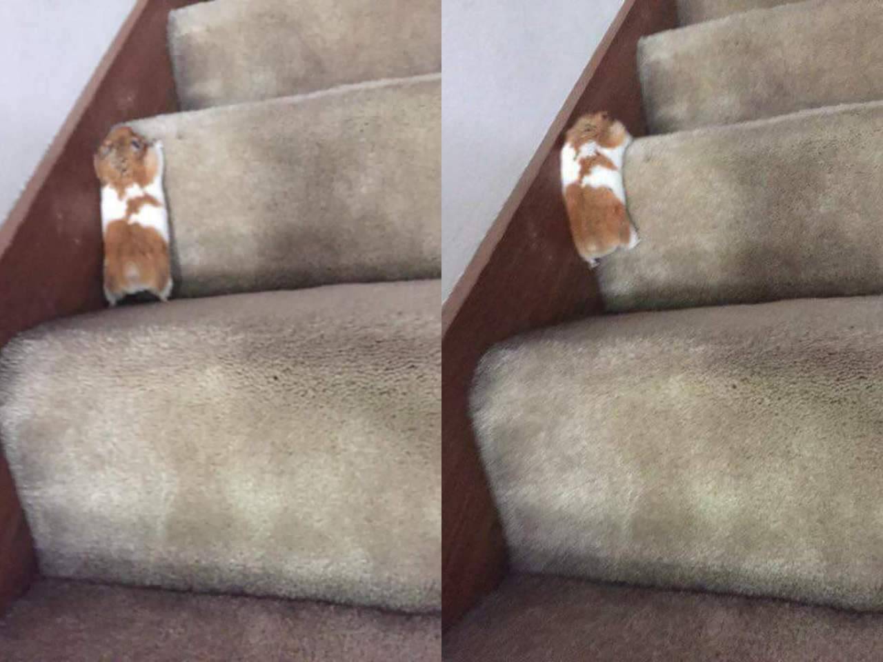 낑낑대며 계단 올라가는 햄찌 | 인스티즈