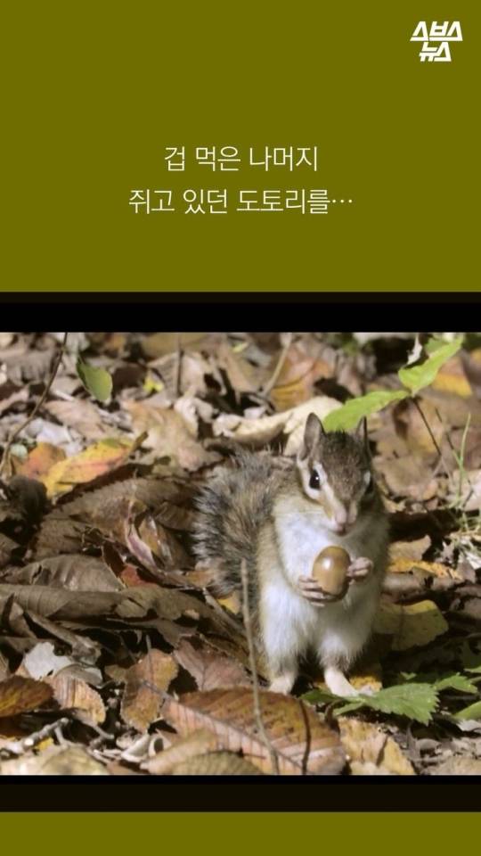 다람쥐와 도토리에 대한 몇가지 사실...jpg | 인스티즈