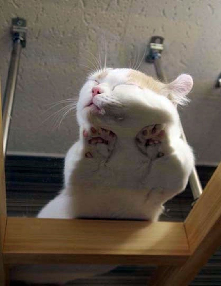 떡실신 아기고양이.jpg (심쿵주의) | 인스티즈