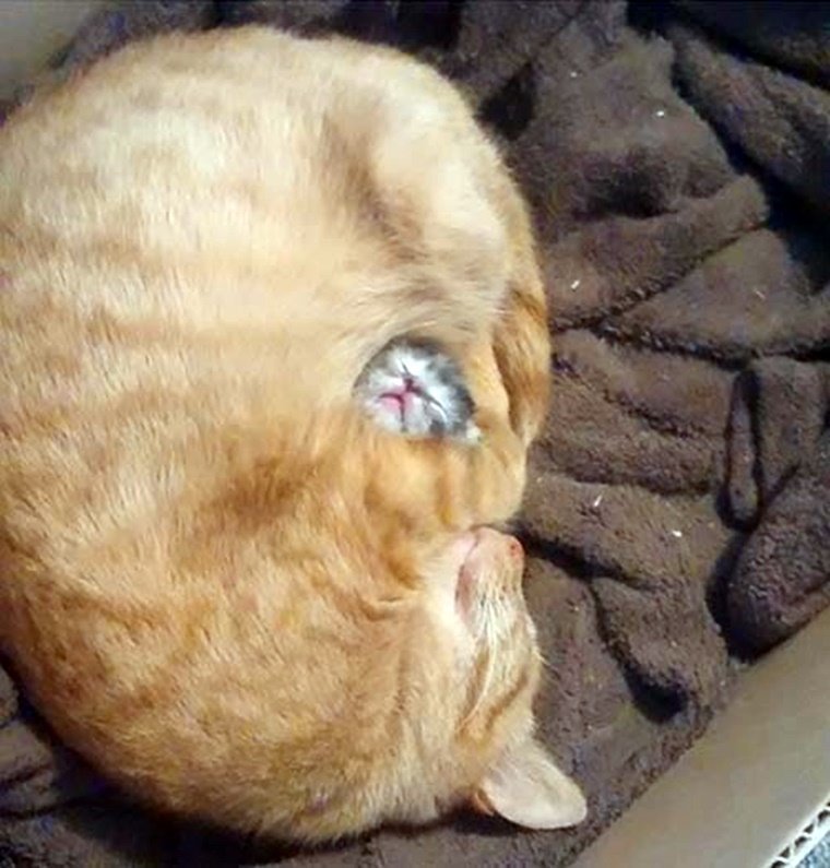 떡실신 아기고양이.jpg (심쿵주의) | 인스티즈