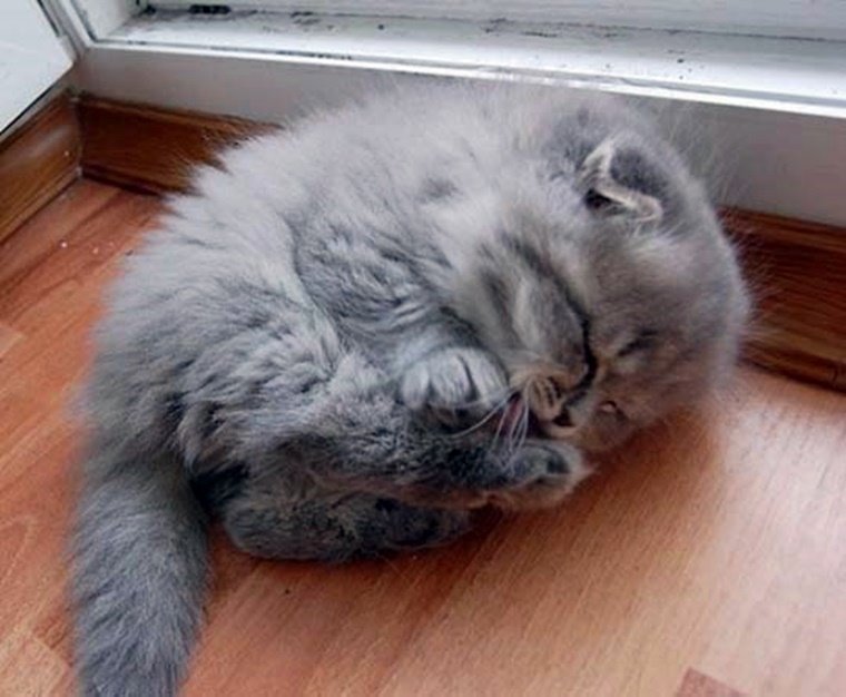 떡실신 아기고양이.jpg (심쿵주의) | 인스티즈