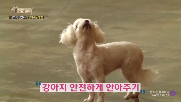 강아지를 안전하게 안아주는 법(feat. 강형욱) | 인스티즈