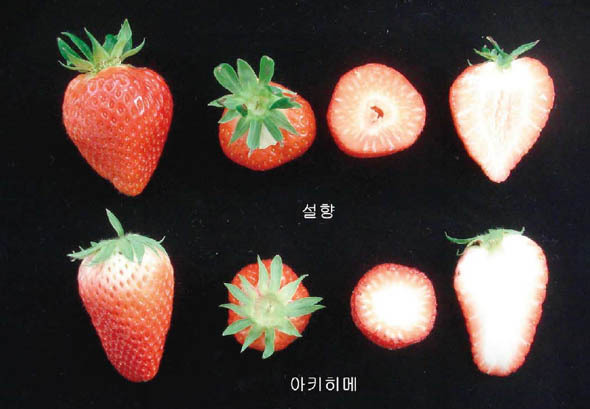 국내 딸기 품종"설향” 이야기...jpg | 인스티즈