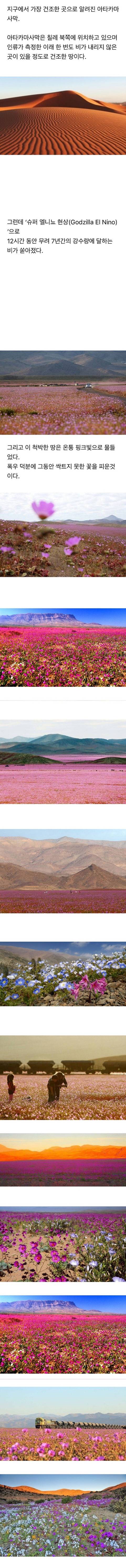 12시간 내린 비로 꽃이 핀 사막 | 인스티즈