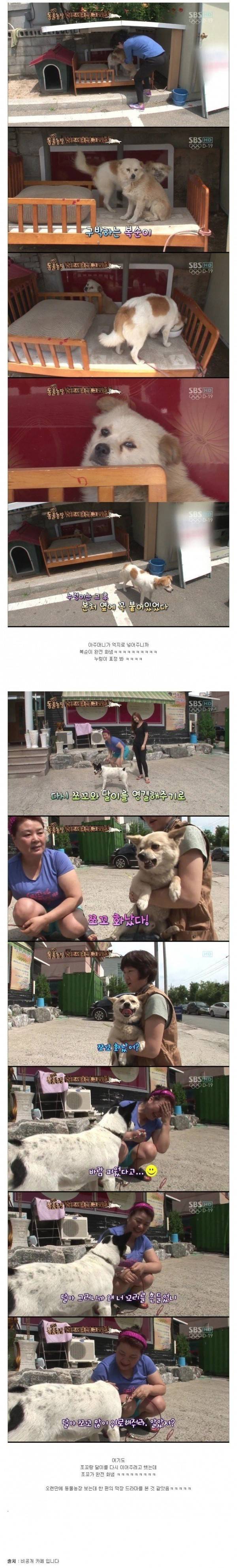 동물농장 레전드 사랑과 전쟁....jpg | 인스티즈