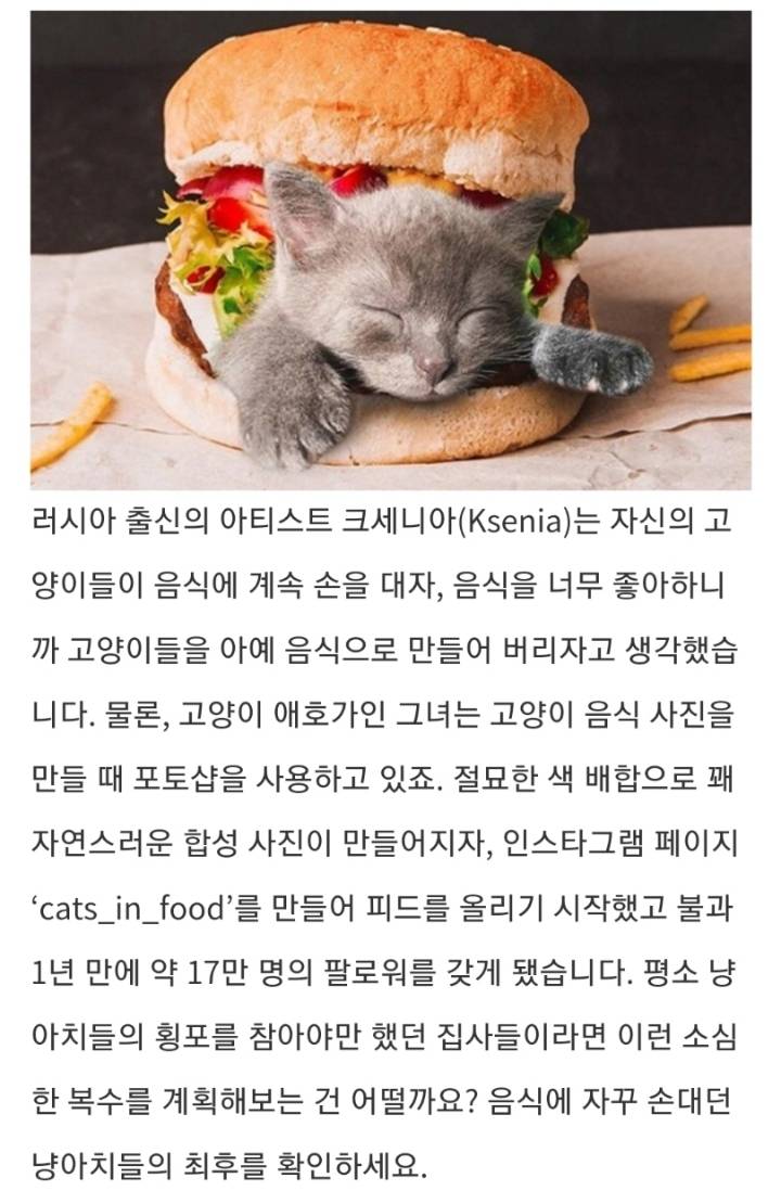 음식에 자꾸 손대던 냥아치들의 최후 | 인스티즈