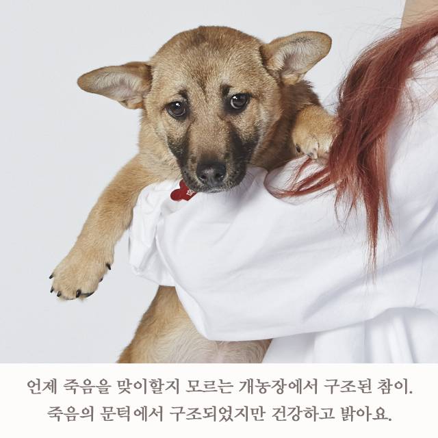 아이즈원 김채원&amp;유기견 참이 | 인스티즈