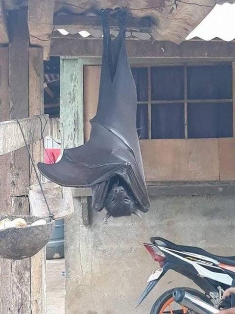필리핀에 나타난 170cm 거대 박쥐 | 인스티즈
