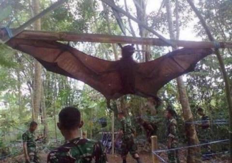 필리핀에 나타난 170cm 거대 박쥐 | 인스티즈