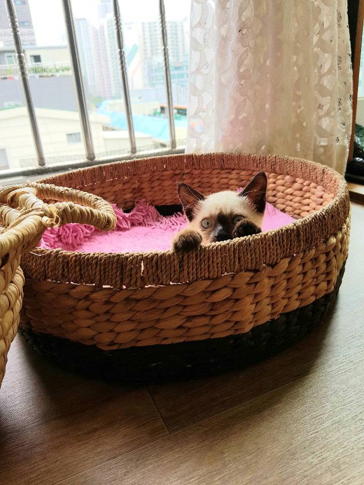 집사에게 집착하는 샴 개냥이 | 인스티즈