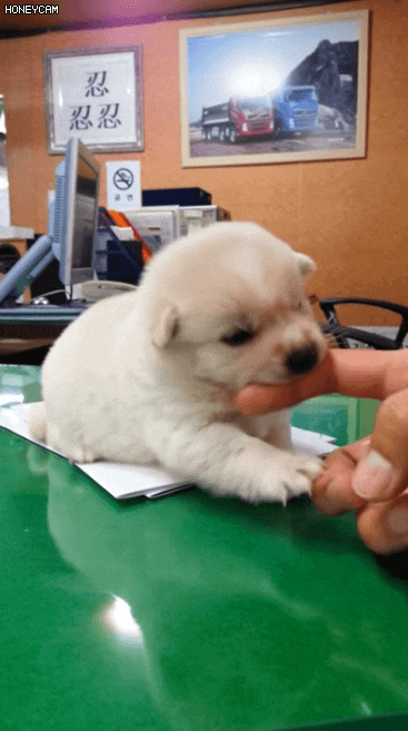 개가 사람 무는 습관을 방치하면 안되는 이유 | 인스티즈