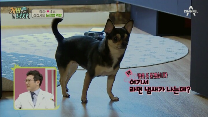 강아지 진짜 좋아하는 사람들은 잘 안치는 장난.jpg | 인스티즈