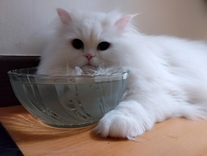 고양이들의 일상.jpg | 인스티즈