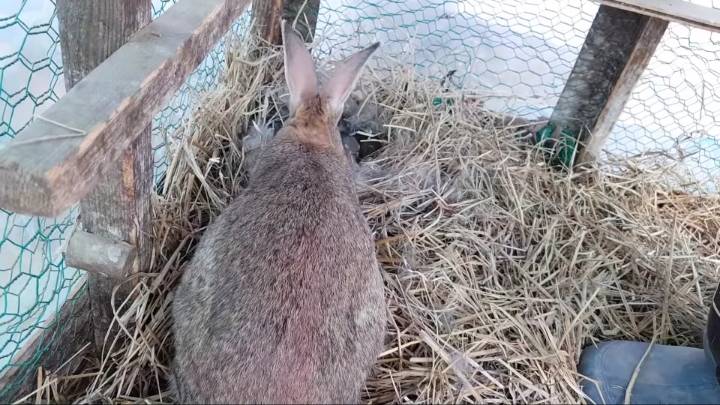 배수관에 낳은 새끼 토끼들 확인하기 &amp; 토끼장으로 이사하기 | 인스티즈