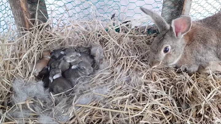 배수관에 낳은 새끼 토끼들 확인하기 &amp; 토끼장으로 이사하기 | 인스티즈