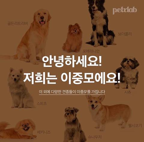 여름에 털 밀면 안되는 견종🐕 | 인스티즈