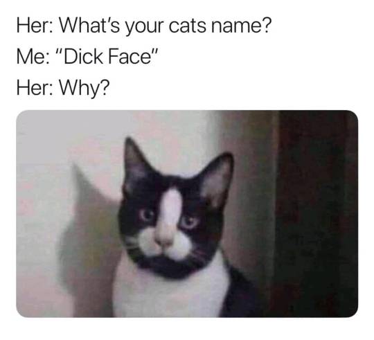 너네 고양이 이름이 뭐야? | 인스티즈