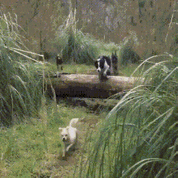 댕댕이 피지컬 최강류 | 인스티즈