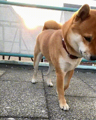 요염한 시바견.gif | 인스티즈