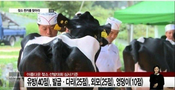 아름다운 젖소 선발대회 심사기준 | 인스티즈