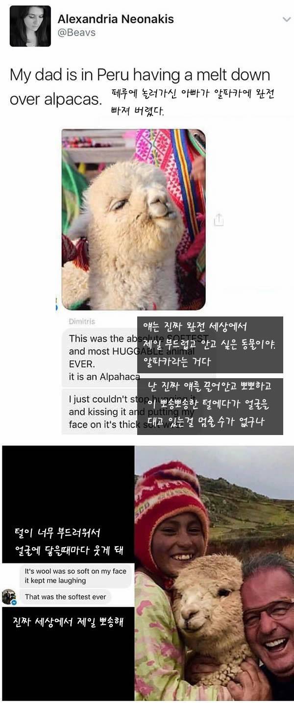 아빠가 페루에서 만나 사랑에 빠진 동물 | 인스티즈