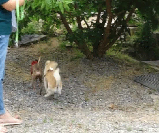 여전히 통통 뛰어다니는 짱절미.gif | 인스티즈