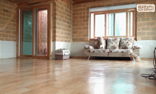 여전히 통통 뛰어다니는 짱절미.gif | 인스티즈