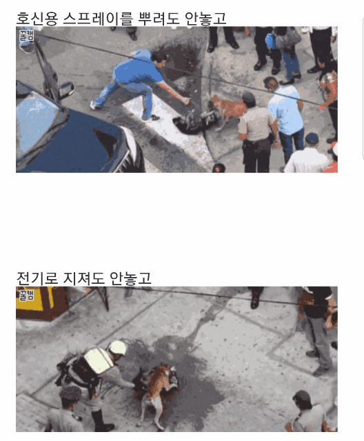 맹견을 가볍게 보시는 분들에게....gif | 인스티즈