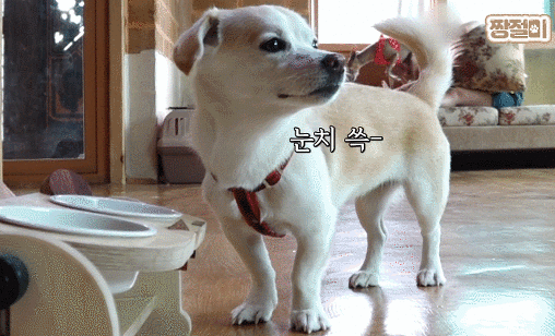 여전히 통통 뛰어다니는 짱절미.gif | 인스티즈