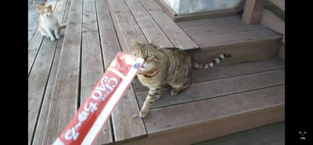 간식 먹기 전이랑 후가 너무 다른 고양이.. 냥성ㄷㄷㄷ | 인스티즈