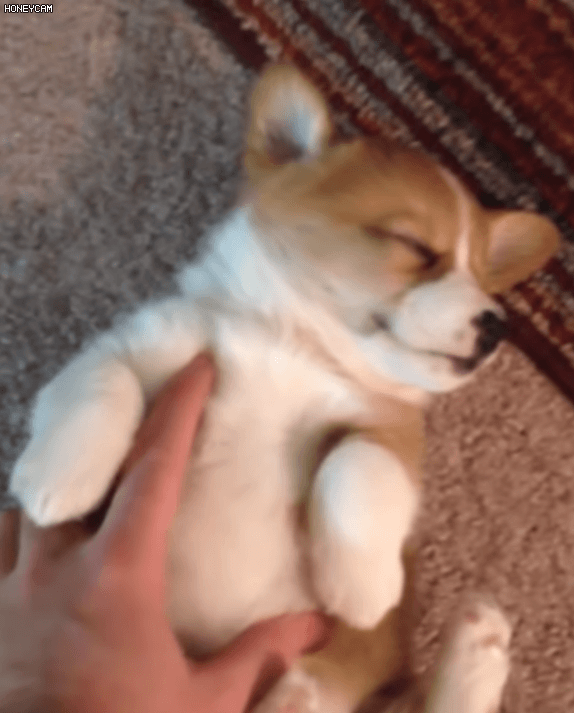 졸린 웰시코기.gif | 인스티즈