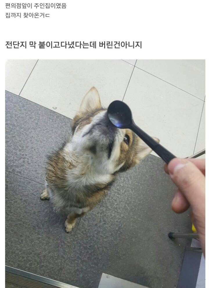 편의점에 찾아온 댕댕이 | 인스티즈