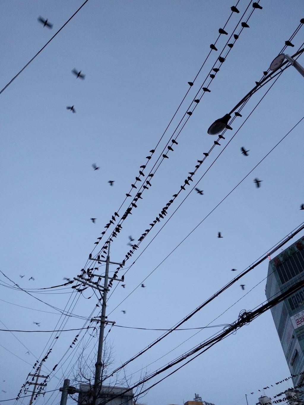 현시간부 수원 까마귀 | 인스티즈