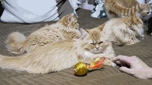 집사의 손길이 내게 닿을때 | 인스티즈