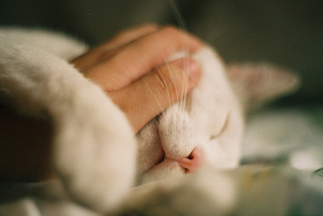 집사의 손길이 내게 닿을때 | 인스티즈