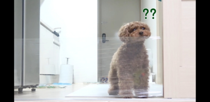 투명 벽 설치 강아지 반응 .youtube | 인스티즈