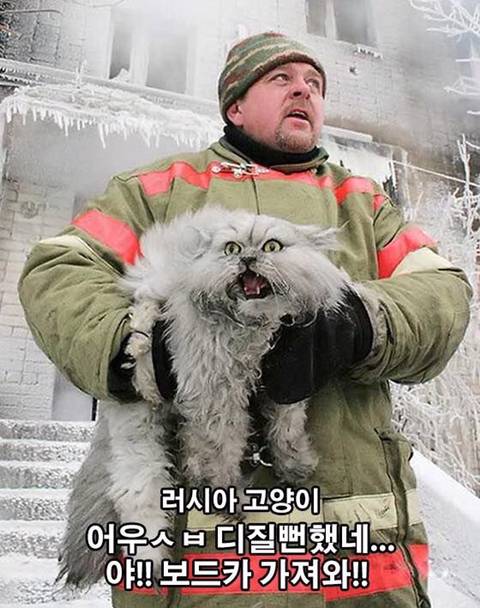 화재에서 구출된 덴마크와 러시아 고양이 온도차이 | 인스티즈